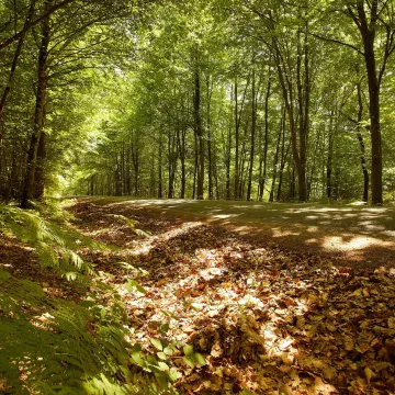 Des forêts de folie