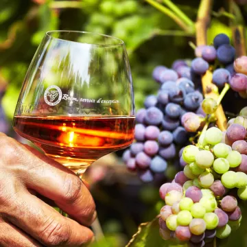 Arpentez les routes de Vendée et appréciez les vins des Fiefs Vendéens