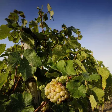 Domaine aux Moines, découvrez la vigne au féminin !