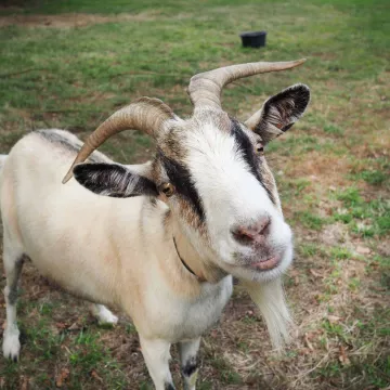 Dans les bottes d'un fermier