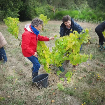 Devenez vigneron le temps d’une journée