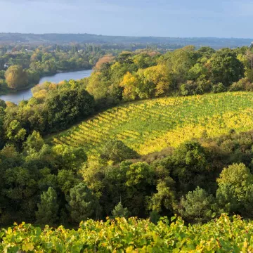 Visitez les vignobles d’Anjou Saumur !