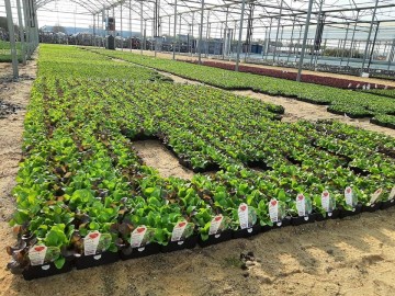 samson horticulture