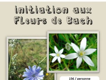 Atelier sur les fleurs de Bach Du 4 au 11 mai 2024
