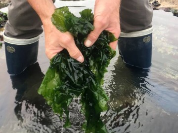 Atelier initiation a la cueillette des algues alimentaires Du 8 au 22 juin 2024