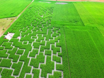 Pop corn labyrinthe