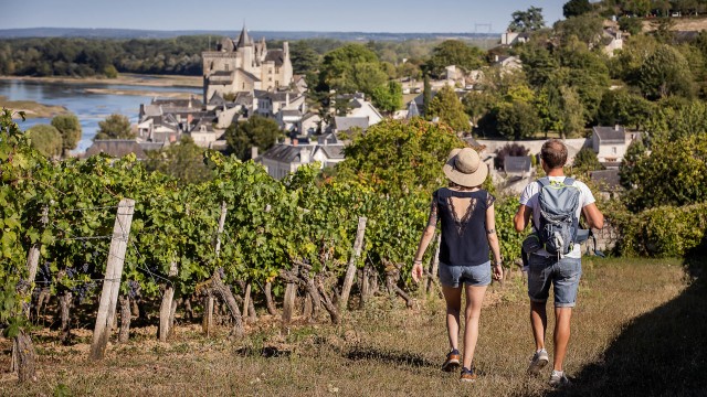 Balade dans les vignes à Montsoreau en Pays de la Loire